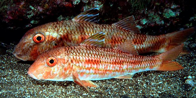 Mullus surmuletus_07